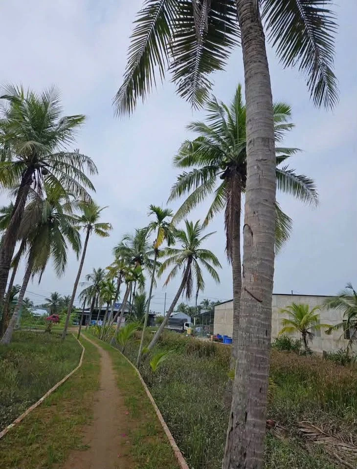 Bán đất QL60 Bình Chánh 588,7m² mặt tiền 1,59 tỷ - Ảnh thu nhỏ 2