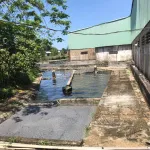 Chính chủ bán nhà máy chế biến mủ cao su Giang Sơn, 20.000m2, đang hoạt động tốt, pháp lý rõ ràng - Ảnh thu nhỏ 19