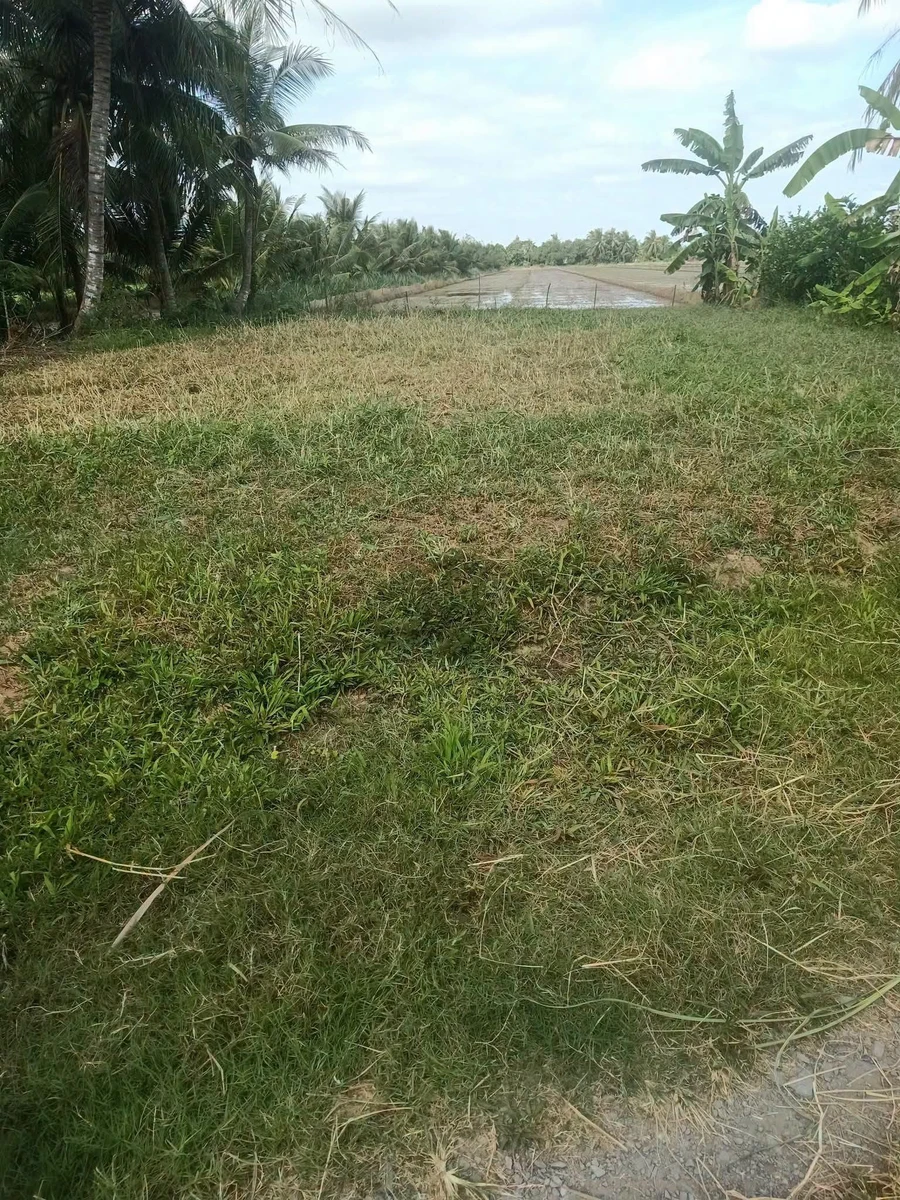 Bán 12.000m² đất tại xã Tân Xuân, Ba Tri, Bến Tre - Ảnh thu nhỏ 2
