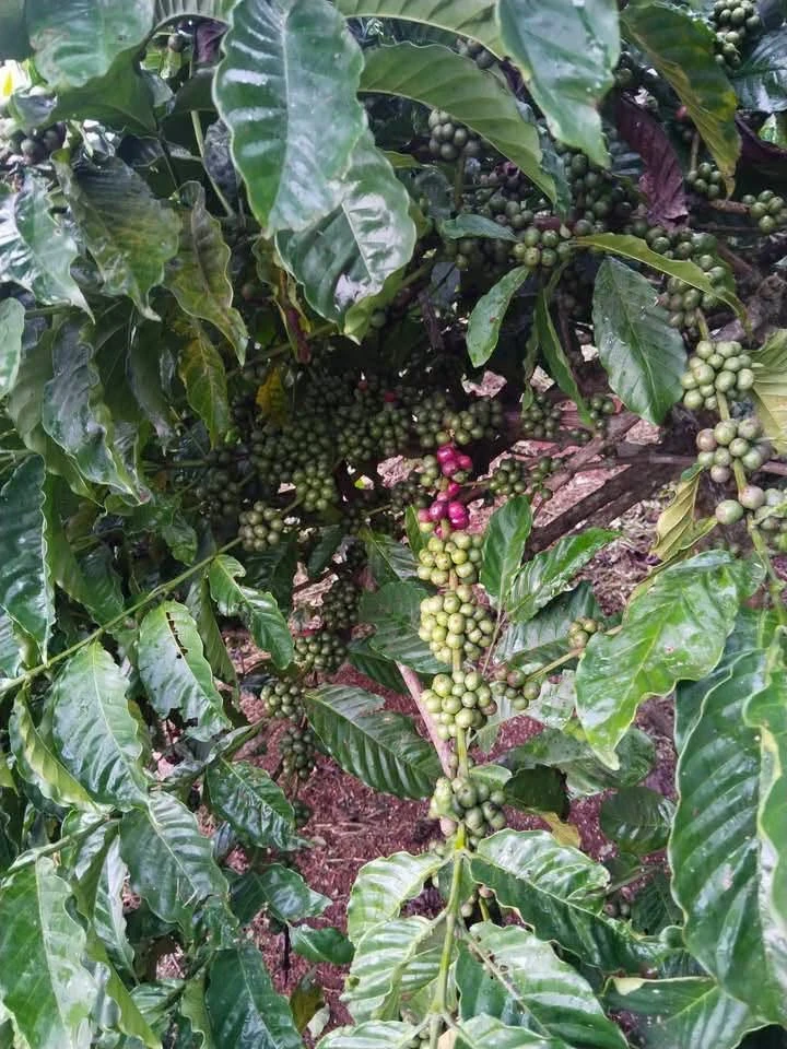 Bán đất rẫy gần 1 ha cà phê và sầu riêng tại xã Dliêyang, Ea H'Leo, Đắk Lắk - Ảnh thu nhỏ 3
