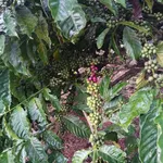 Bán đất rẫy gần 1 ha cà phê và sầu riêng tại xã Dliêyang, Ea H'Leo, Đắk Lắk - Ảnh thu nhỏ 3