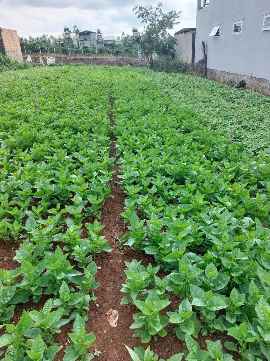 Bán đất Đức Trọng Lâm Đồng 175m2, 1 tỷ 350 triệu - Ảnh thu nhỏ 2