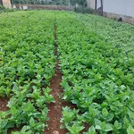 Bán đất Đức Trọng Lâm Đồng 175m2, 1 tỷ 350 triệu - Ảnh thu nhỏ 2