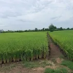 Bán 2000m² đất lúa Mỹ Bình, Tân Trụ, Long An - Ảnh thu nhỏ 4