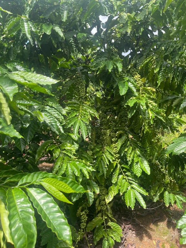 Bán đất 5.2x Quảng Phú, Lâm Đồng, 820 triệu
