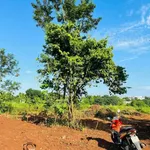 Bán đất 500m2 hẻm Phạm Ngũ Lão, Quận 1 - Ảnh thu nhỏ 2