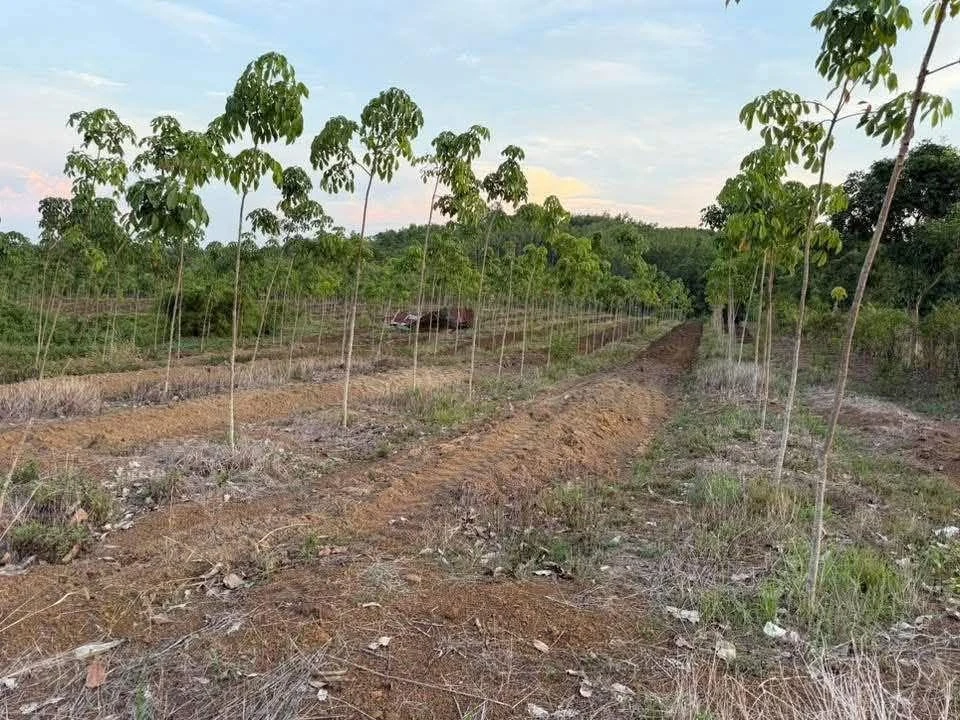 Bán đất 1 hectare Thanh An Hớn Quản 1 tỷ 250 - Ảnh 1