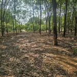 Bán đất 4800m² tại Đồng Phú, Đồng Nai, 2 tỷ - Ảnh thu nhỏ 1
