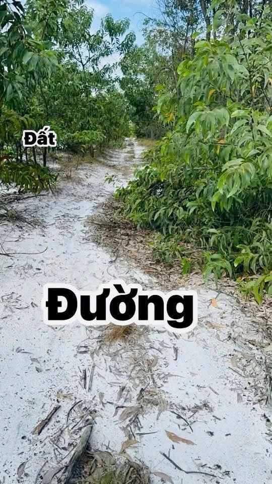Bán hơn 5ha đất trồng rừng sản xuất giá 750 triệu tại Phường Phong Thái, Huế - Ảnh 1