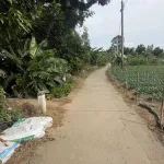 Bán đất cây lâu năm tại Cồn Bà Hoà Xã Bình Thạnh Huyện Châu Thành AG - Ảnh thu nhỏ 16