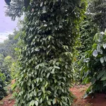 Bán đất 1.6ha mặt đường Cần Giờ - Ảnh thu nhỏ 1