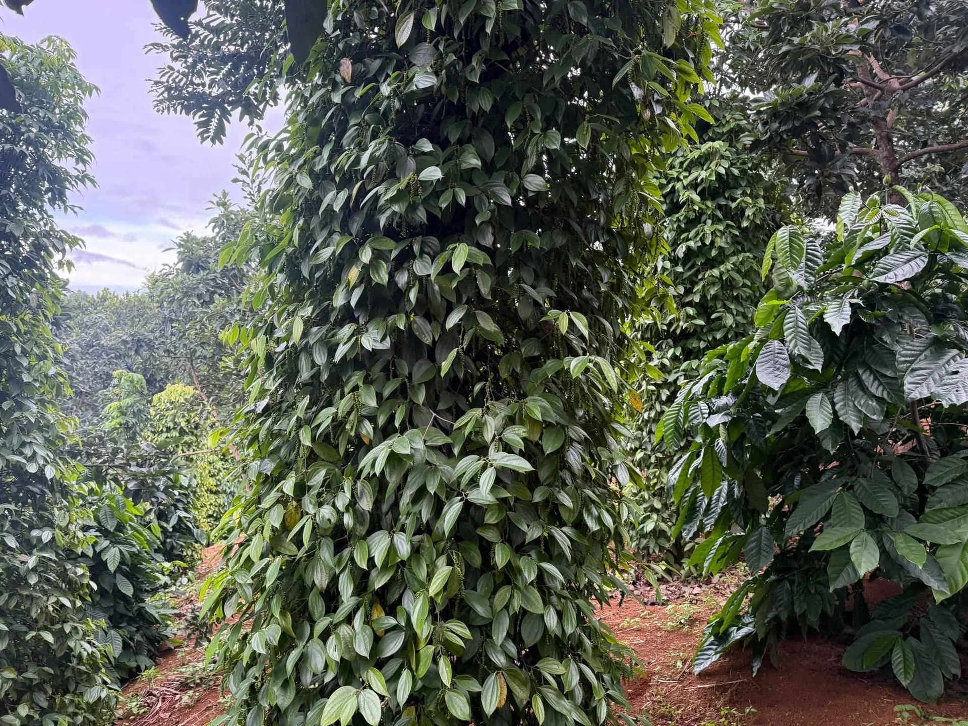 Bán đất 1.6ha mặt đường Cần Giờ - Ảnh 1