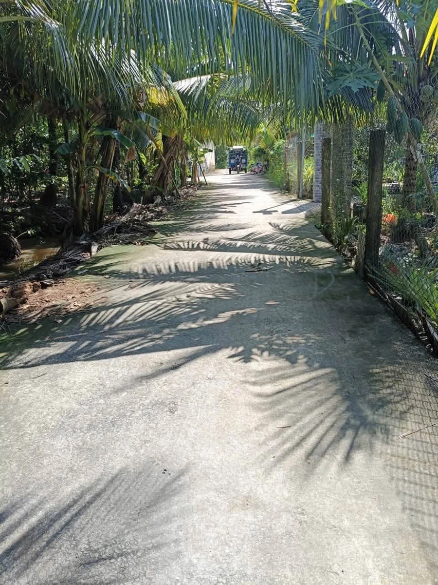 Bán đất vườn dừa 1.100m2 An Khánh Bến Tre - Ảnh 1