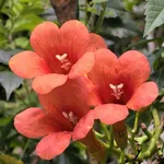 Bán đất thổ cư view kênh 40-58m2 gần đường Trần Nhân Tông, Nhơn Phú, Quy Nhơn - Ảnh thu nhỏ 3