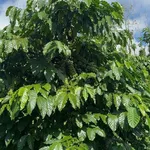 Bán đất vườn cà phê tiêu 1,45ha sát quốc lộ 14 tại Nam Jang, Đăk Song, Đắk Nông - Ảnh thu nhỏ 3