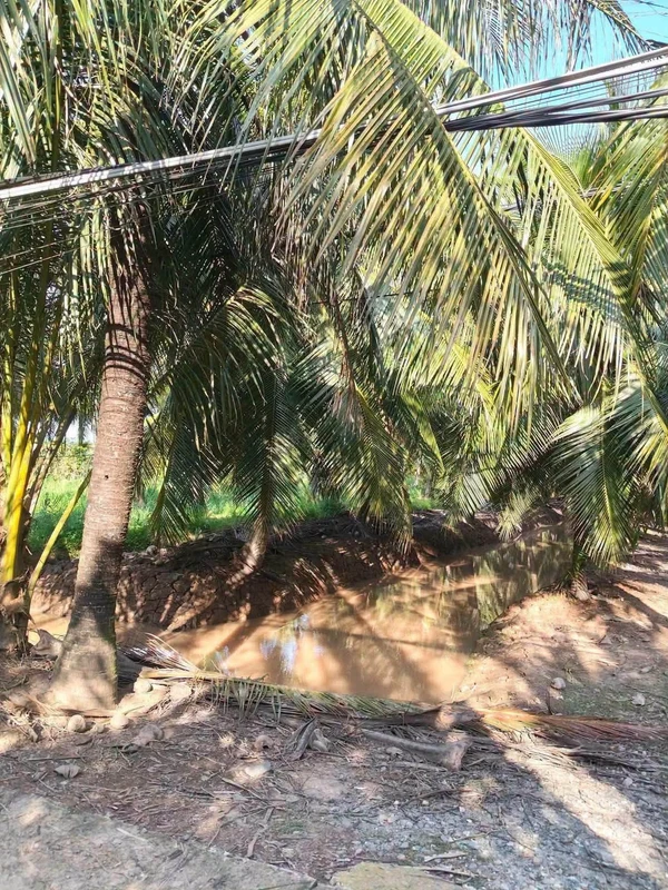 Bán đất vườn dừa mặt tiền 3.5m, 3575m² tại Bình Đại