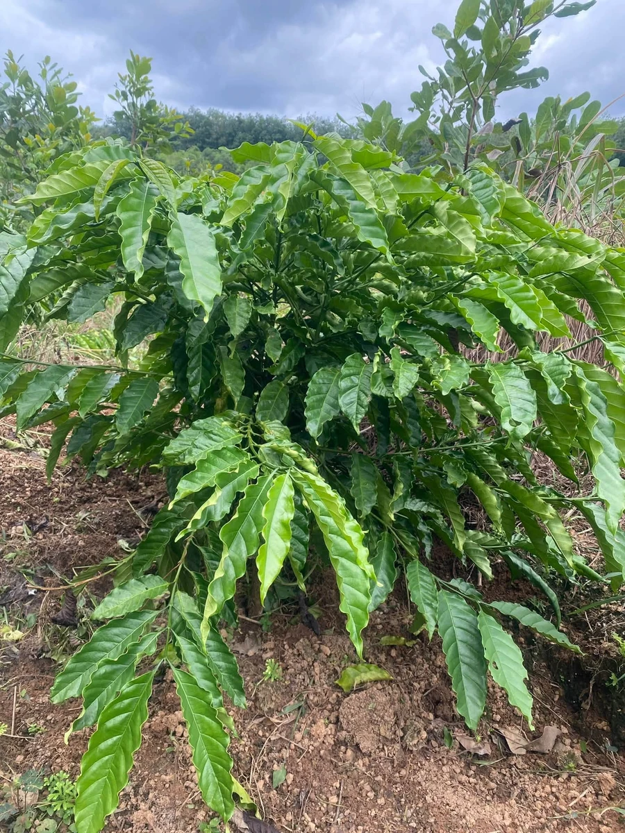 Bán 1,2 ha đất mặt đường nhựa có 100m thổ cư tại Phú Trung, Phú Riềng, Bình Phước - Ảnh 1