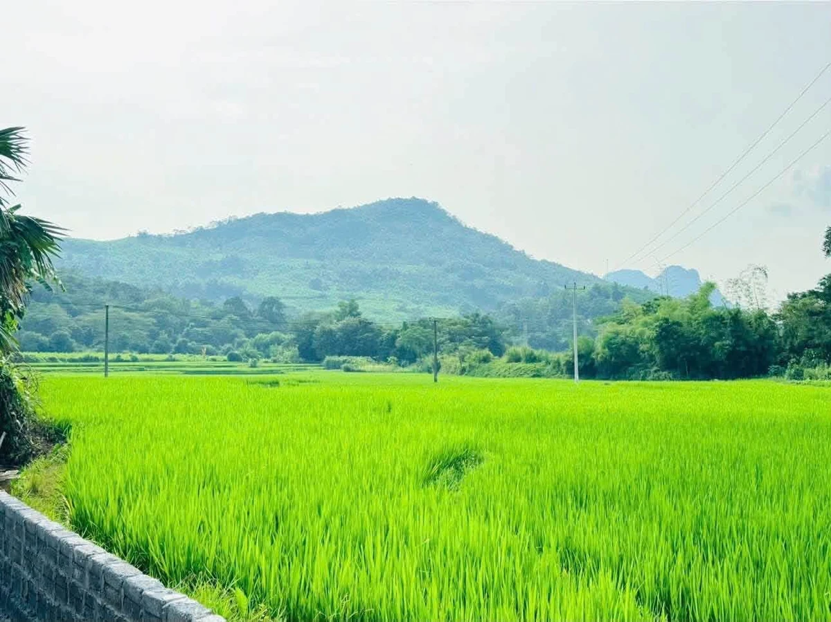 Bán đất 254m² view cánh đồng Kim Bôi, Hòa Bình - Ảnh thu nhỏ 5