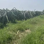 Bán đất 1800m2 Kênh N29 Hàm Liêm, Bình Thuận 600 triệu - Ảnh thu nhỏ 1