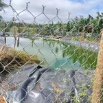 Bán 1,5ha đất vườn cà phê Lộc Bắc, Bảo Lâm - Ảnh thu nhỏ 1