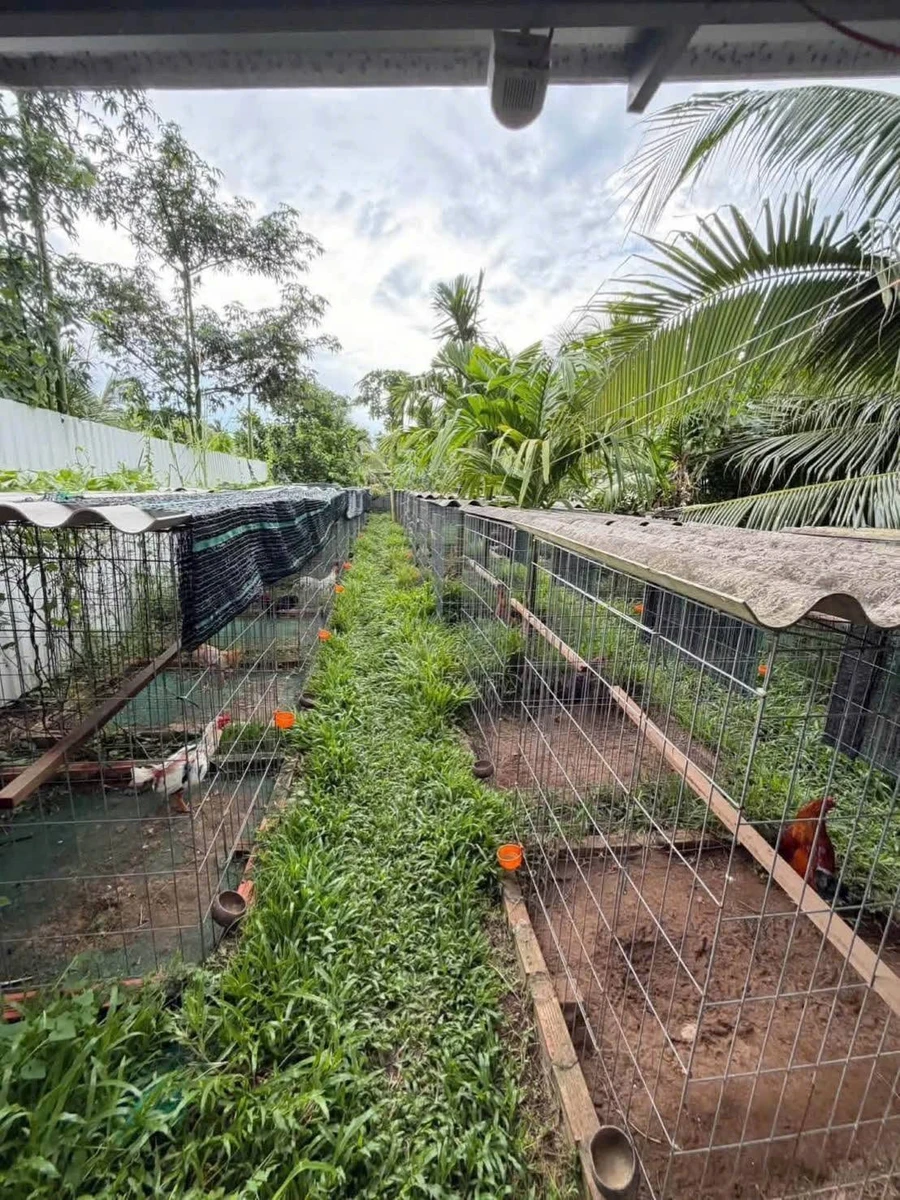 Bán trại gà Châu Hoà Vĩnh Long 1.6 tỷ 1600m2 - Ảnh thu nhỏ 2