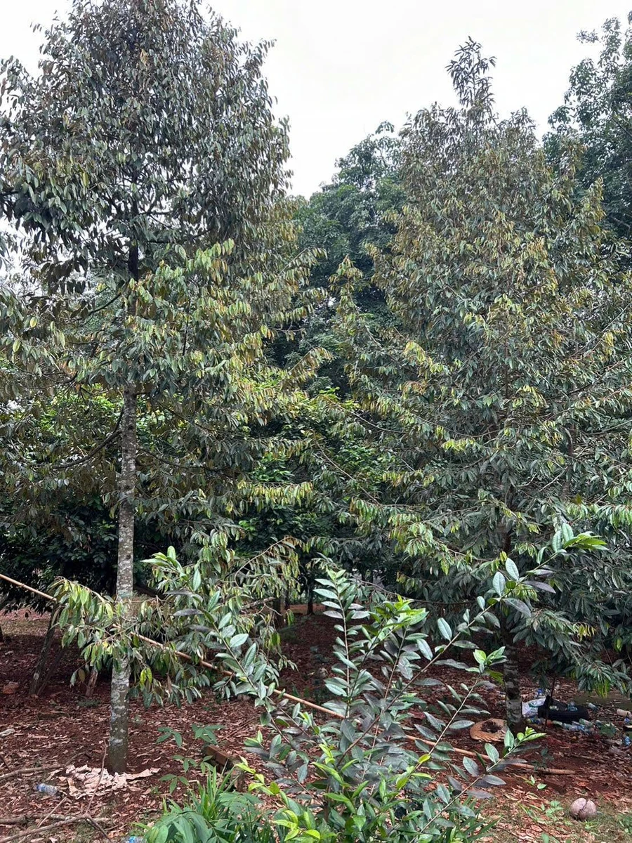 Bán đất vườn Lộc Hiệp 2 sào, 50m mặt tiền, 850 triệu - Ảnh thu nhỏ 3