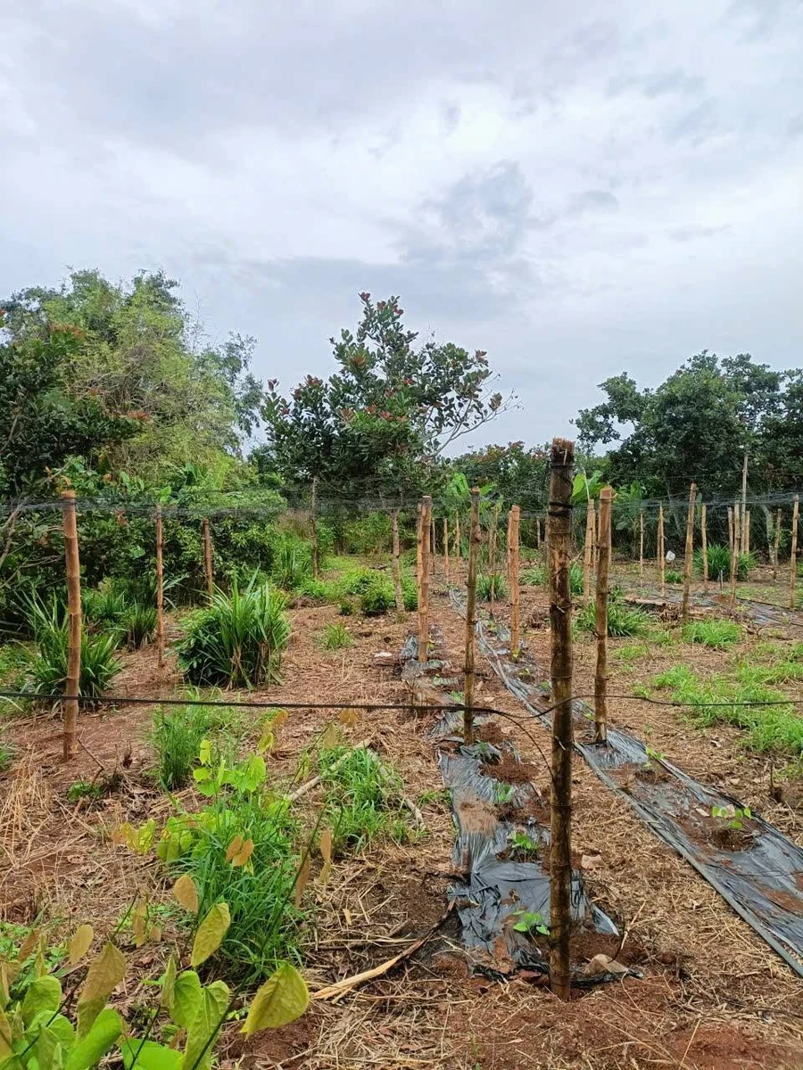 Bán 3000m² đất Xuân Đông, Đồng Nai, giá 900 triệu/sào - Ảnh thu nhỏ 3