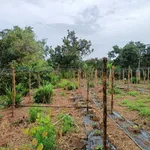 Bán 3000m² đất Xuân Đông, Đồng Nai, giá 900 triệu/sào - Ảnh thu nhỏ 3