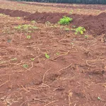 Bán 10ha đất đỏ bazan trồng cây công nghiệp, gần Đồng Xoài - Ảnh thu nhỏ 3