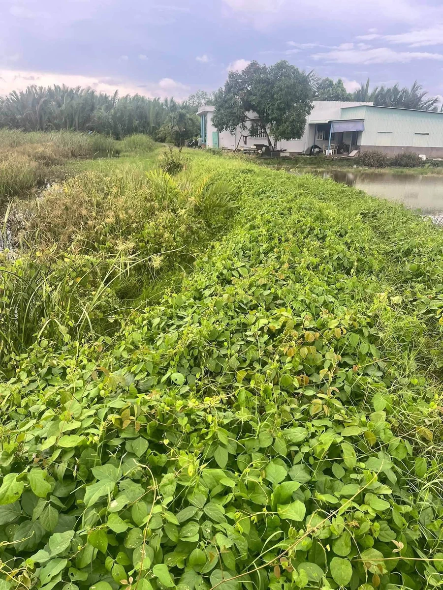 Bán 3426m2 đất lúa Xã Phước Đông, Cần Đước, Long An - Ảnh thu nhỏ 2