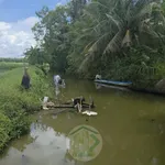 Bán đất lúa tôm 15 công Phước Long Cà Mau - Ảnh thu nhỏ 2