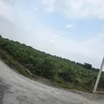 Lô góc 2 mặt tiền 1.000m² view kênh Rạch Góc, Long An - Ảnh thu nhỏ 4