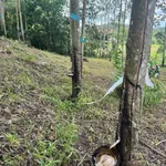 Bán 1 ha đất cao su Nam Xuân Đăk Săk Lâm Đồng 1 tỷ 400 triệu - Ảnh thu nhỏ 3