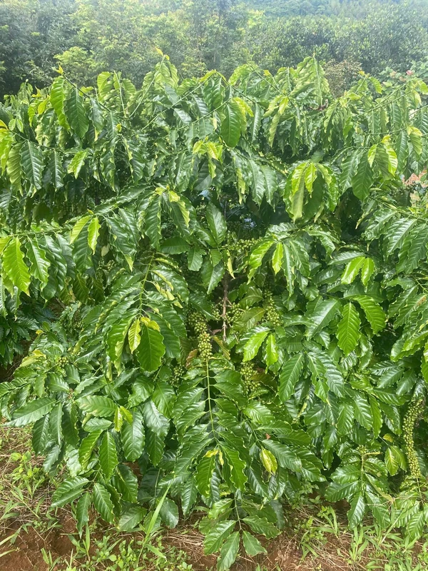 Bán đất 1,8 ha sổ sách đầy đủ Đắk Lắk 3,6 tỷ