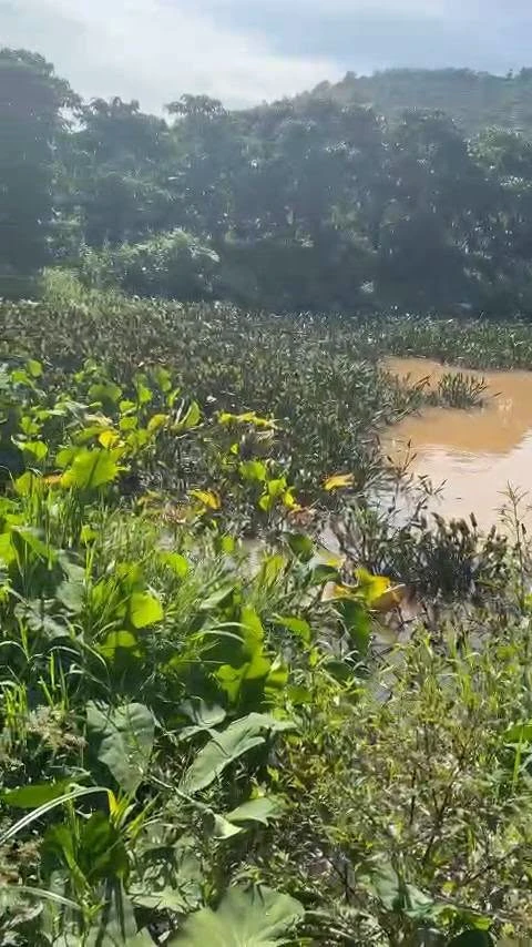 Bán vườn cà phê 3 hecta Tân Lâm, Di Linh, Lâm Đồng - Ảnh thu nhỏ 4