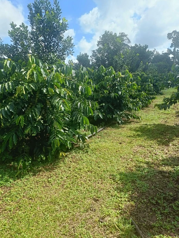 Bán đất nông nghiệp 2 ha, Đắk Nông, 1 tỷ 700 triệu