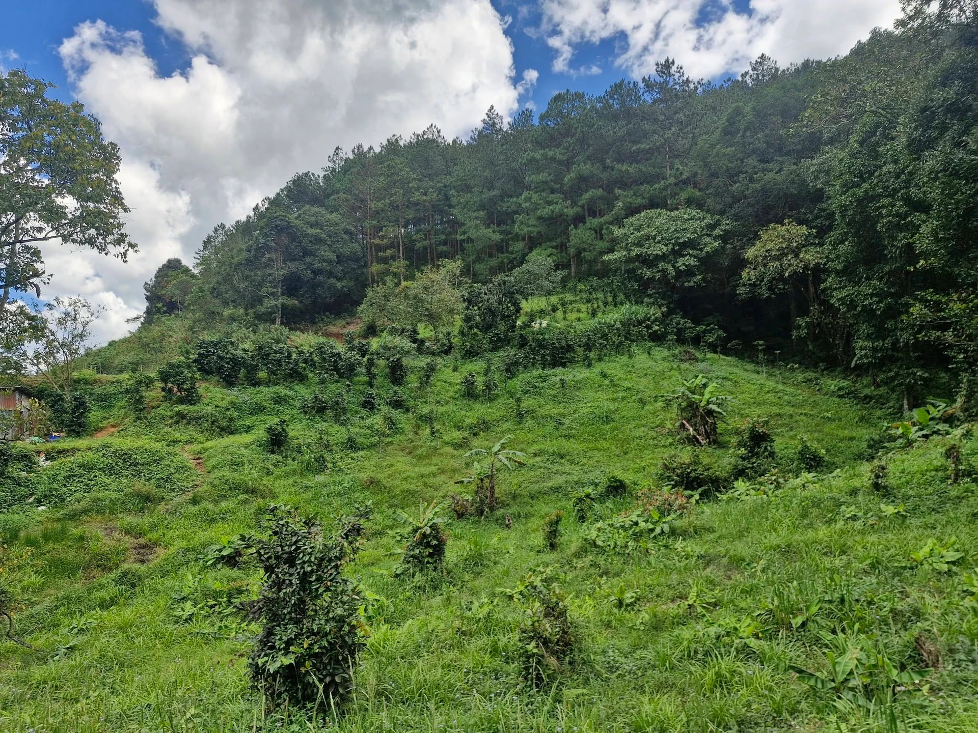 Bán đất vườn An Sơn Đà Lạt 13.000m² giá 11,3 tỷ - Ảnh 1
