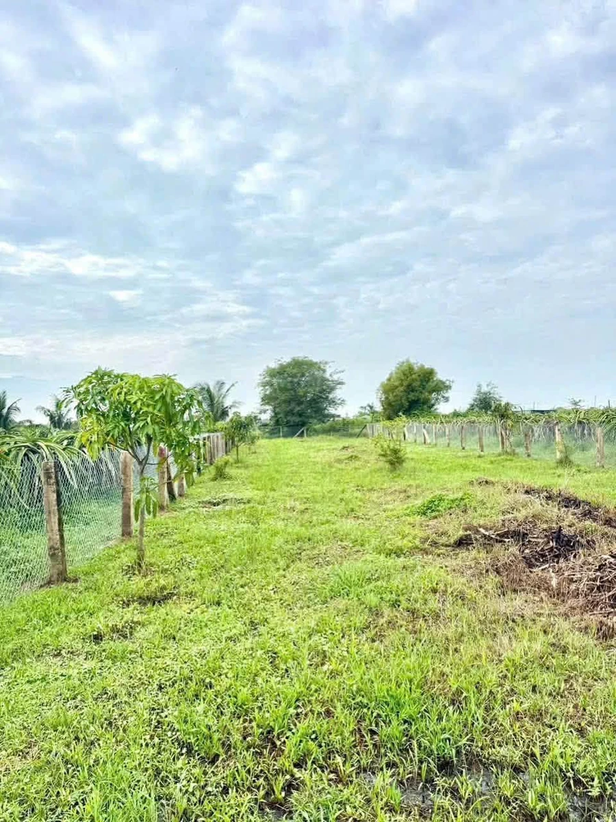 Bán đất gần 1 sào mặt tiền Hàm Liêm Hóc Môn 470 triệu - Ảnh thu nhỏ 3