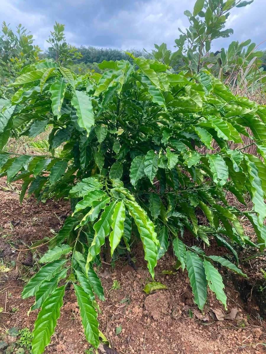 Bán 1,2ha đất vườn sầu riêng, cà phê, có 100m thổ cư tại Phú Trung, Bình Phước - Ảnh thu nhỏ 2