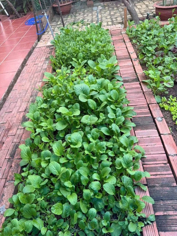 Bán nhà cấp 4 78m2 Vũng Tàu 5.5 tỷ