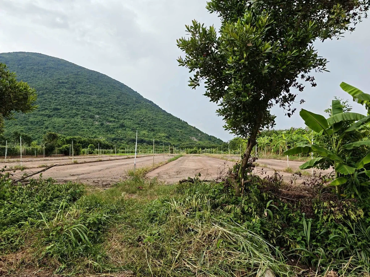 Bán đất trồng cây 600m² Tây Ninh, Phường Bình Minh - Ảnh thu nhỏ 3