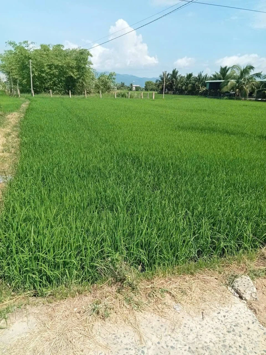 Bán đất 1000m2 mặt đường Hàm Trí Bình Thuận 3xx triệu - Ảnh thu nhỏ 2