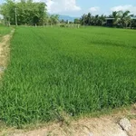 Bán đất 1000m2 mặt đường Hàm Trí Bình Thuận 3xx triệu - Ảnh thu nhỏ 2