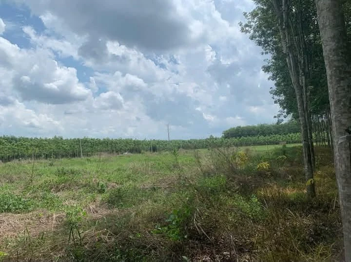 Bán đất Long Hoà, 400 m2, 37 triệu/m ngang - Ảnh thu nhỏ 5