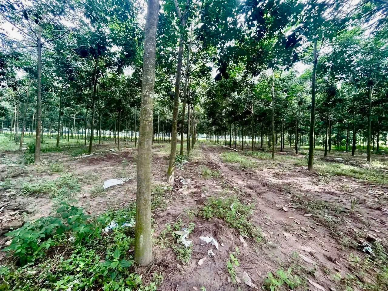 Bán đất Cao su Vĩnh Hòa Phú Giáo 1 hectare 5 tỷ 5 - Ảnh 1