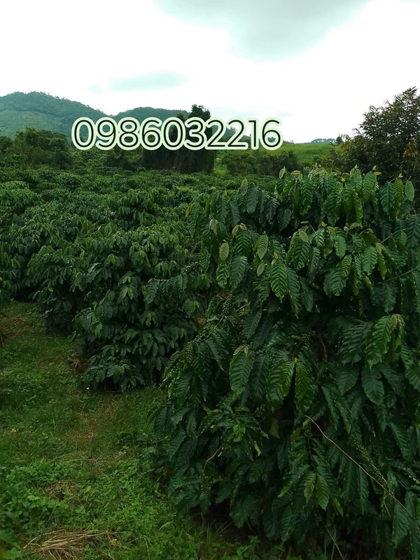 Bán đất rẫy cà phê 4.3 ha Gia Nghĩa, Đắk Nông