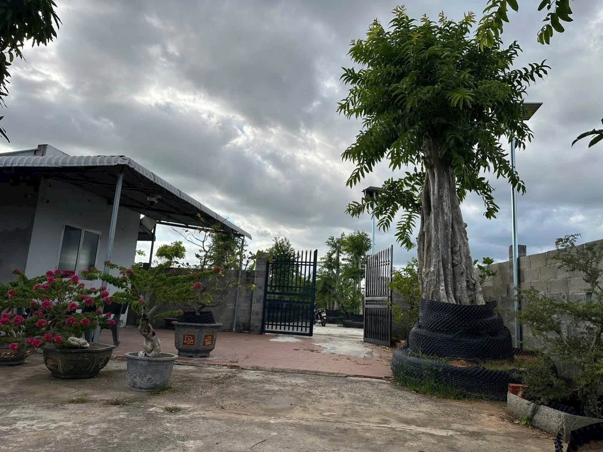 Bán đất vườn 978m² sổ riêng gần biển Phan Thiết - Ảnh thu nhỏ 2