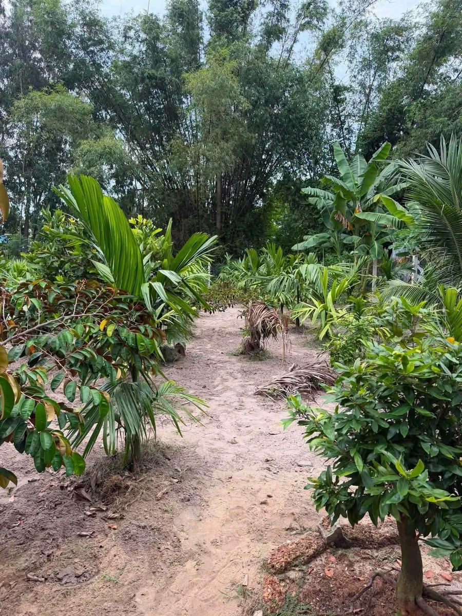 Bán nhà vườn 1000m² Mỏ Cày Quảng Ngãi - Ảnh thu nhỏ 2