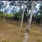 Bán đất Lâm Đồng 1 mẫu 3, 1 tỷ 4 - Ảnh thu nhỏ 4