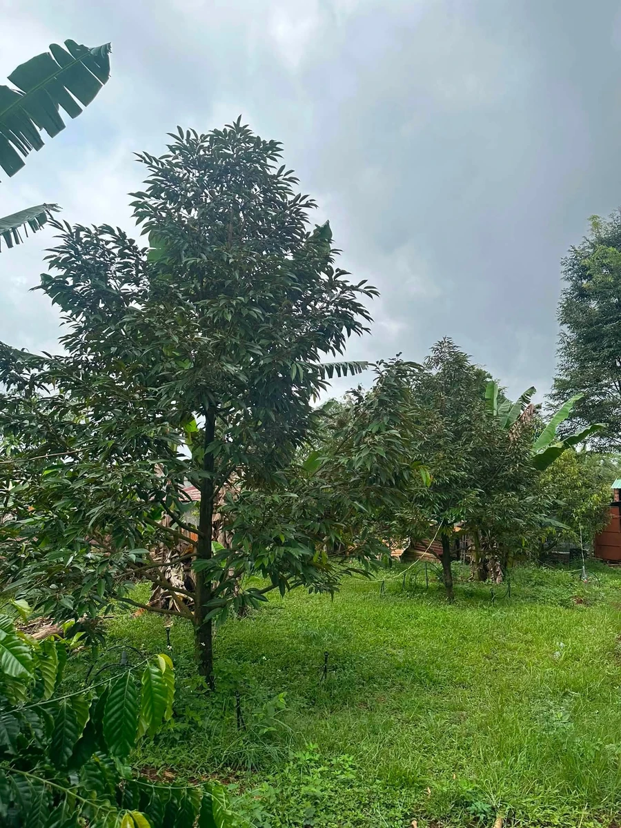 Bán đất Phú Riêng Bình Phước 400m2 giá 2 tỷ - Ảnh thu nhỏ 2
